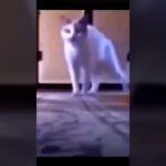 菠蘿菠蘿蜜，我有糖尿病