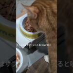コチャピはサプリメント食べると吐く #糖尿病網膜症 #猫のいる暮らし #元野良猫