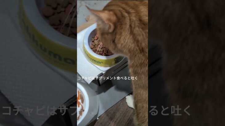 コチャピはサプリメント食べると吐く #糖尿病網膜症 #猫のいる暮らし #元野良猫