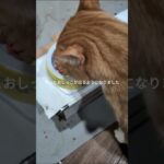 やっとおしっこが出るようになりました #糖尿病網膜症 #猫のいる暮らし #元野良猫