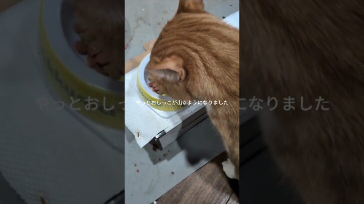 やっとおしっこが出るようになりました #糖尿病網膜症 #猫のいる暮らし #元野良猫