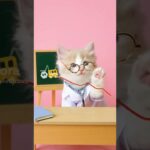 【子猫ドクター】糖尿病③#子猫 #子猫ドクター #健康 #糖尿病