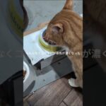 なんとなくコチャピの茶色が濃くなっだと思います #糖尿病網膜症 #猫のいる暮らし #元野良猫