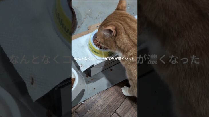 なんとなくコチャピの茶色が濃くなっだと思います #糖尿病網膜症 #猫のいる暮らし #元野良猫