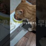 コチャピ君はとても早起きです #糖尿病網膜症 #元野良猫 #猫のいる暮らし