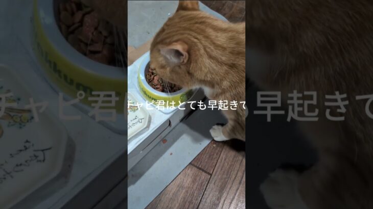 コチャピ君はとても早起きです #糖尿病網膜症 #元野良猫 #猫のいる暮らし