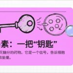 糖尿病到底发生了什么？当血糖调节系统失控时 | 表面之下