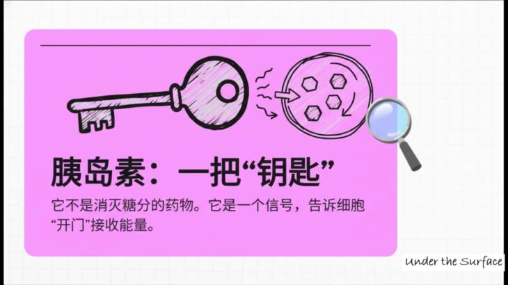 糖尿病到底发生了什么？当血糖调节系统失控时 | 表面之下