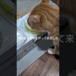 昨日は新しくメガネを作って来ました #糖尿病網膜症 #元野良猫 #猫のいる暮らし