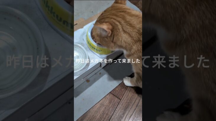 昨日は新しくメガネを作って来ました #糖尿病網膜症 #元野良猫 #猫のいる暮らし