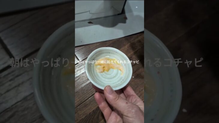 朝、やっパリ一緒に起きてくれるコチャピ #糖尿病網膜症 #元野良猫 #猫のいる暮らし #膀胱 炎