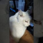 2026年3月29日　糖尿病のせいか眠すぎる　けど撫でる #cat