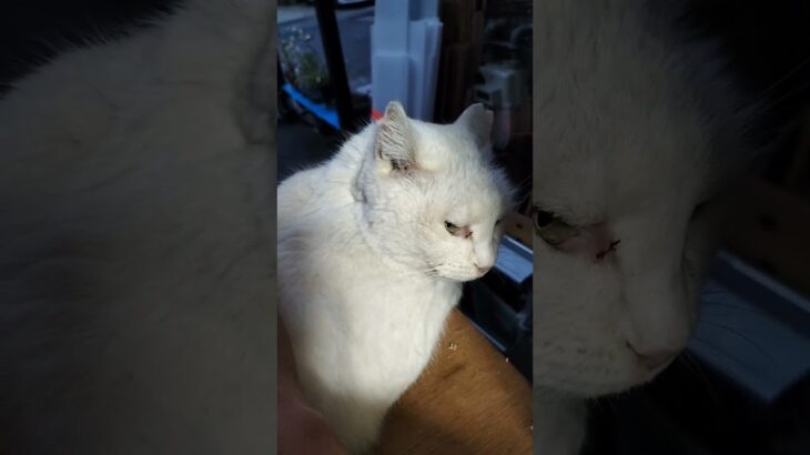 2026年3月29日　糖尿病のせいか眠すぎる　けど撫でる #cat