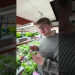 3 week update on our custom NFT hydropnics #hydroponic #verticalfarming #indoorfarm