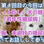 犬の糖尿病ー4