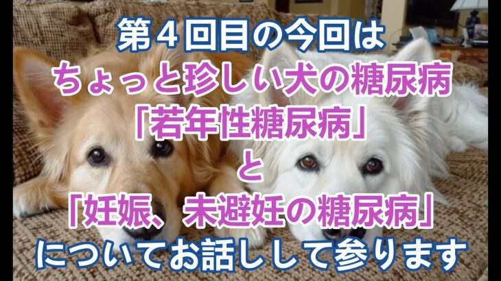 犬の糖尿病ー4
