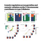 583-Y染色体变异与2型糖尿病遗传调控研究