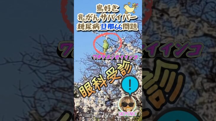 【85】#SNOMON#旦那#shorts#糖尿病#白内障#日帰り手術