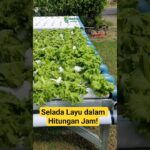 Bahaya Listrik Padam bagi Hidroponik NFT. #seladalayu #edukasitanaman