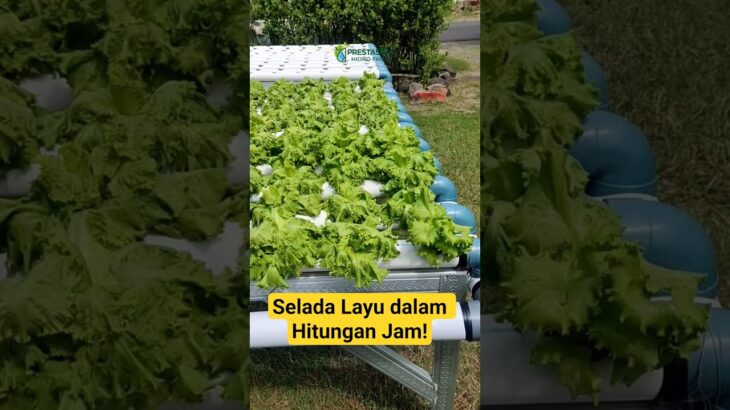 Bahaya Listrik Padam bagi Hidroponik NFT. #seladalayu #edukasitanaman