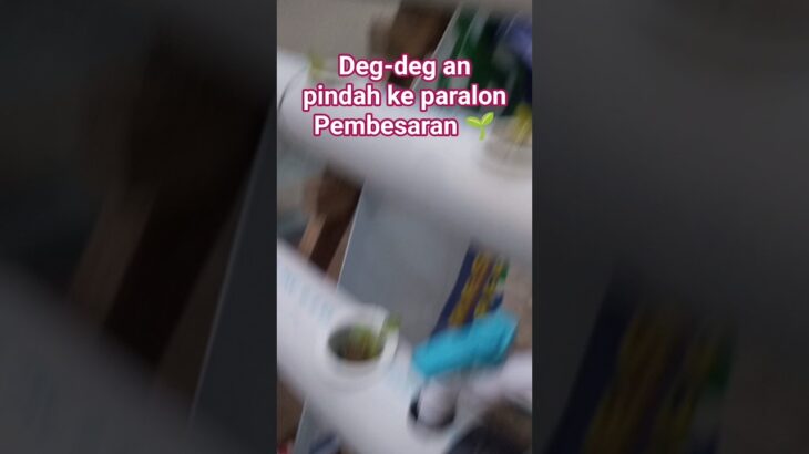 HSS 21 Pindah ke Paralon Pembesaran 🌱 | Masih Belajar Hidroponik NFT