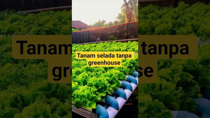 Hidroponik NFT Outdoor #nftsystem #petanimodern