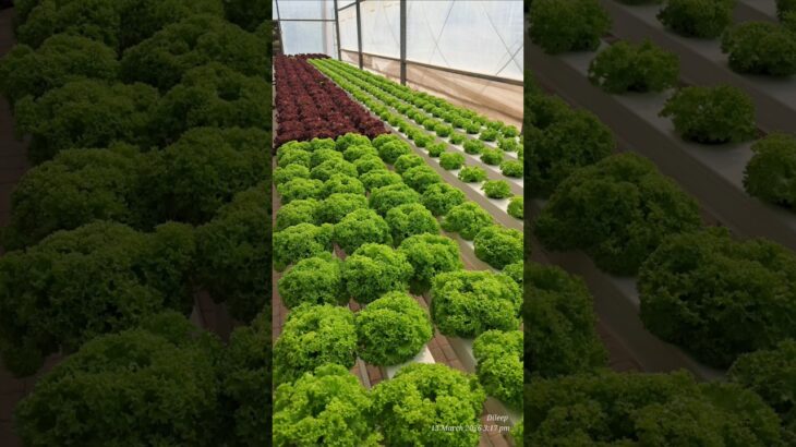 Hydroponics NFT system flat & vertical farming lettuce cultivation🥬#Hydroponics #Lettuce #Crop #Oman