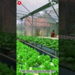 잎채소용 NFT 수경 재배 시스템: 온실 농업에서의 지속적인 영양분 공급