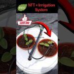 NFT + Irrigation System growing cucumbers without soil #shorts #hydroponics #gardening
