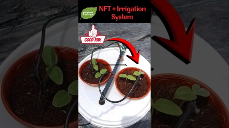 NFT + Irrigation System growing cucumbers without soil #shorts #hydroponics #gardening