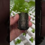 NFT Salanova Costeau Verdegua Hidroponia