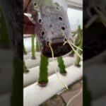 Pitahaya Hidroponica Haci van como las ven en un sistema NFT Hidroponico #hidroponía #pitahayafruit