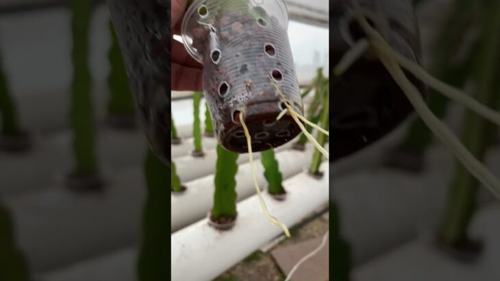 Pitahaya Hidroponica Haci van como las ven en un sistema NFT Hidroponico #hidroponía #pitahayafruit