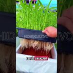 Sistemas en Hidroponia DWC y NFT. #hidroponía #suscribete