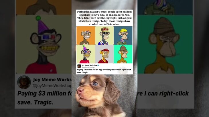 The Tragic Reality of the Bored Ape NFT Craze 🤯 #memes #funny #pets