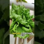 Torre hidropónica vs NFT: cuál es mejor para cultivar