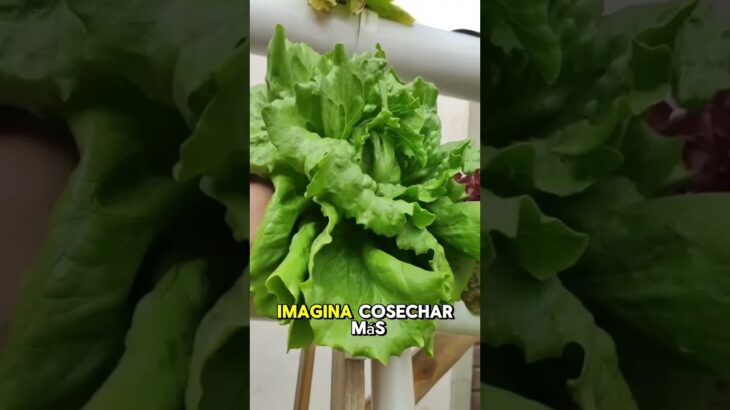 Torre hidropónica vs NFT: cuál es mejor para cultivar