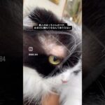 はっちゃんがお岩さんに… #猫, #cat ,#猫糖尿病 ,#FIP ,#奇跡 ,#ハチワレ,#スコティッシュフォールド,