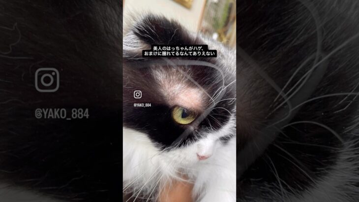 はっちゃんがお岩さんに… #猫, #cat ,#猫糖尿病 ,#FIP ,#奇跡 ,#ハチワレ,#スコティッシュフォールド,