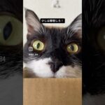 ちよちゃん、箱に収まる　#猫, #cat ,#猫糖尿病 ,#FIP ,#奇跡 ,#ハチワレ,#スコティッシュフォールド,