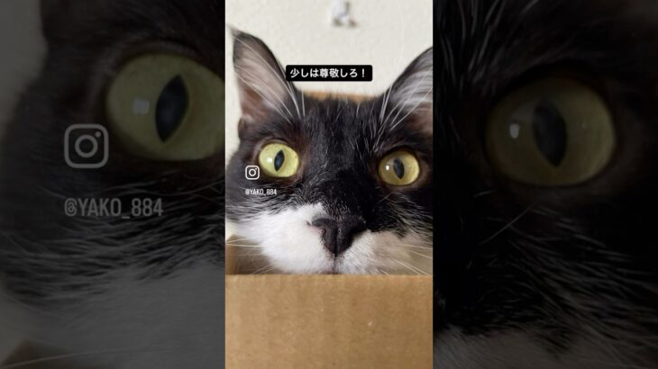ちよちゃん、箱に収まる　#猫, #cat ,#猫糖尿病 ,#FIP ,#奇跡 ,#ハチワレ,#スコティッシュフォールド,