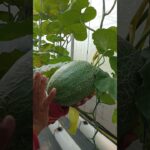 melon hidroonik Nft varietas the blues… #hidroponik #melon