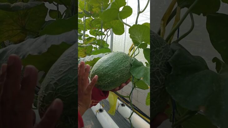 melon hidroonik Nft varietas the blues… #hidroponik #melon