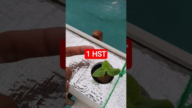 melon inthanon 1 HST. #melon #meloninthanon #nft