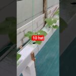 melon inthanon 10 HST. #melon #meloninthanon #nft