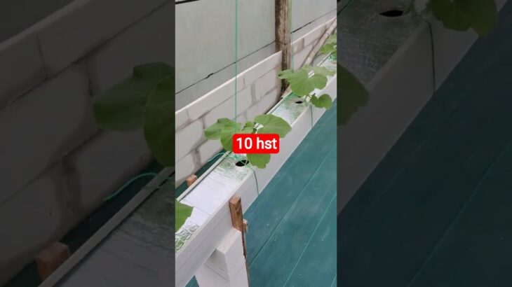 melon inthanon 10 HST. #melon #meloninthanon #nft