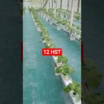 melon inthanon 12 HST. #melon #meloninthanon #nft