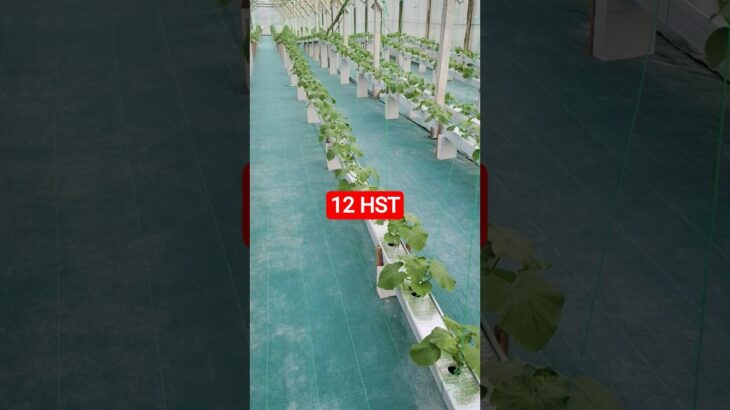 melon inthanon 12 HST. #melon #meloninthanon #nft