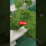 melon inthanon 14 HST. #melon #meloninthanon #nft