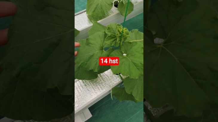 melon inthanon 14 HST. #melon #meloninthanon #nft